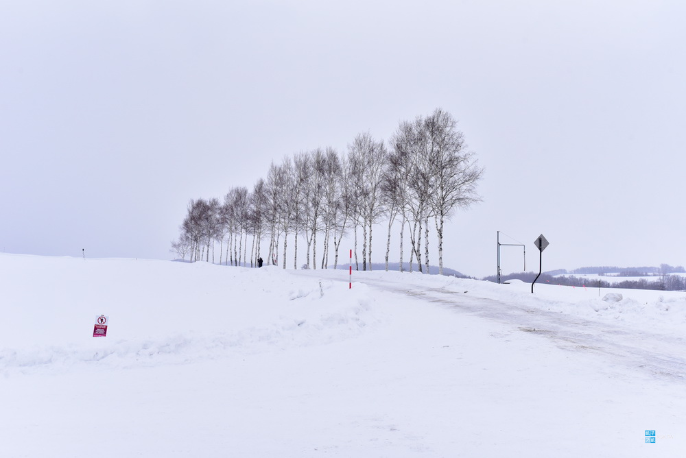 拼布之路 - 雪地名樹巡禮