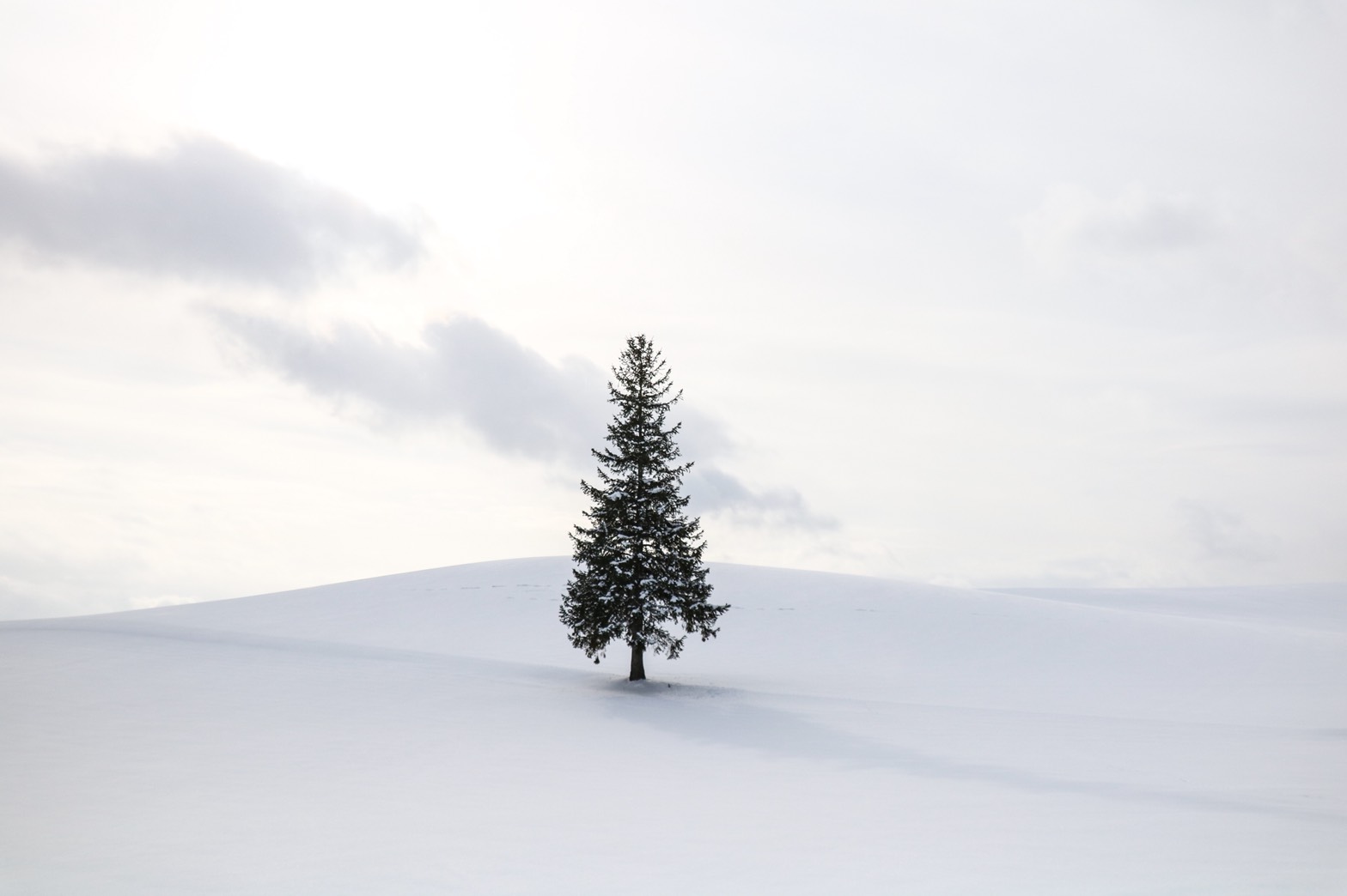 聖誕樹之木 (Christmas Tree)