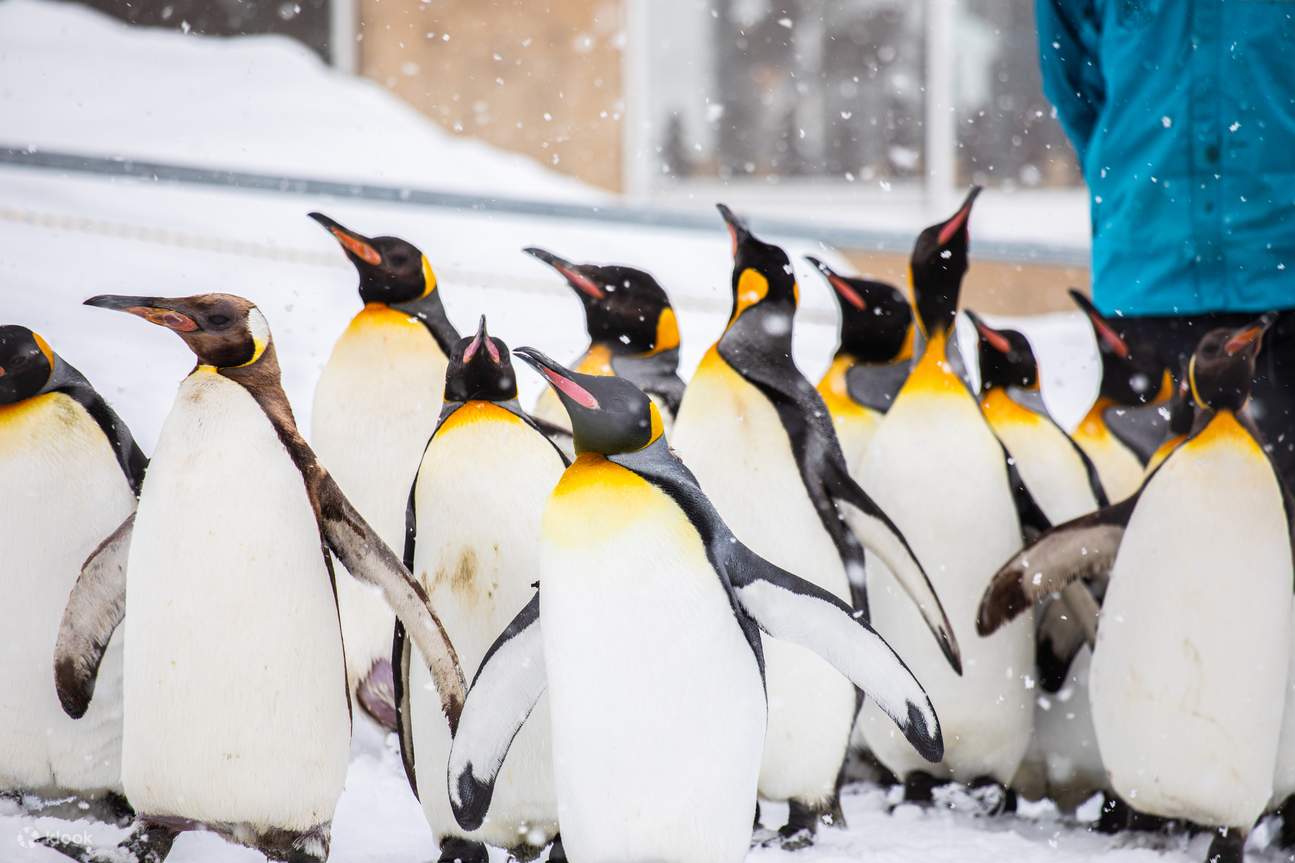 旭山動物園 (Asahiyama Zoo)